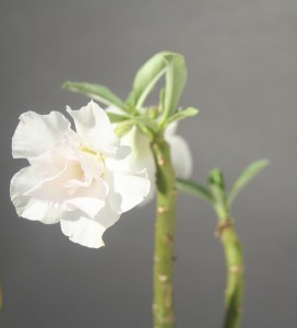 Adenium plant grafted triple pedal