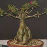 desret rose plant adenium bonsai technique